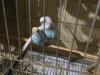 Budgerigar master pair